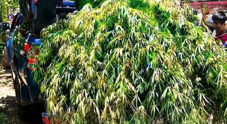 মুন্সিগঞ্জে মাদকবিরোধী কর্মসূচির মধ্যেই ৬টি গাঁজা গাছ উদ্ধার